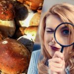 Só as pessoas com um QI super-poderoso conseguem ver uma